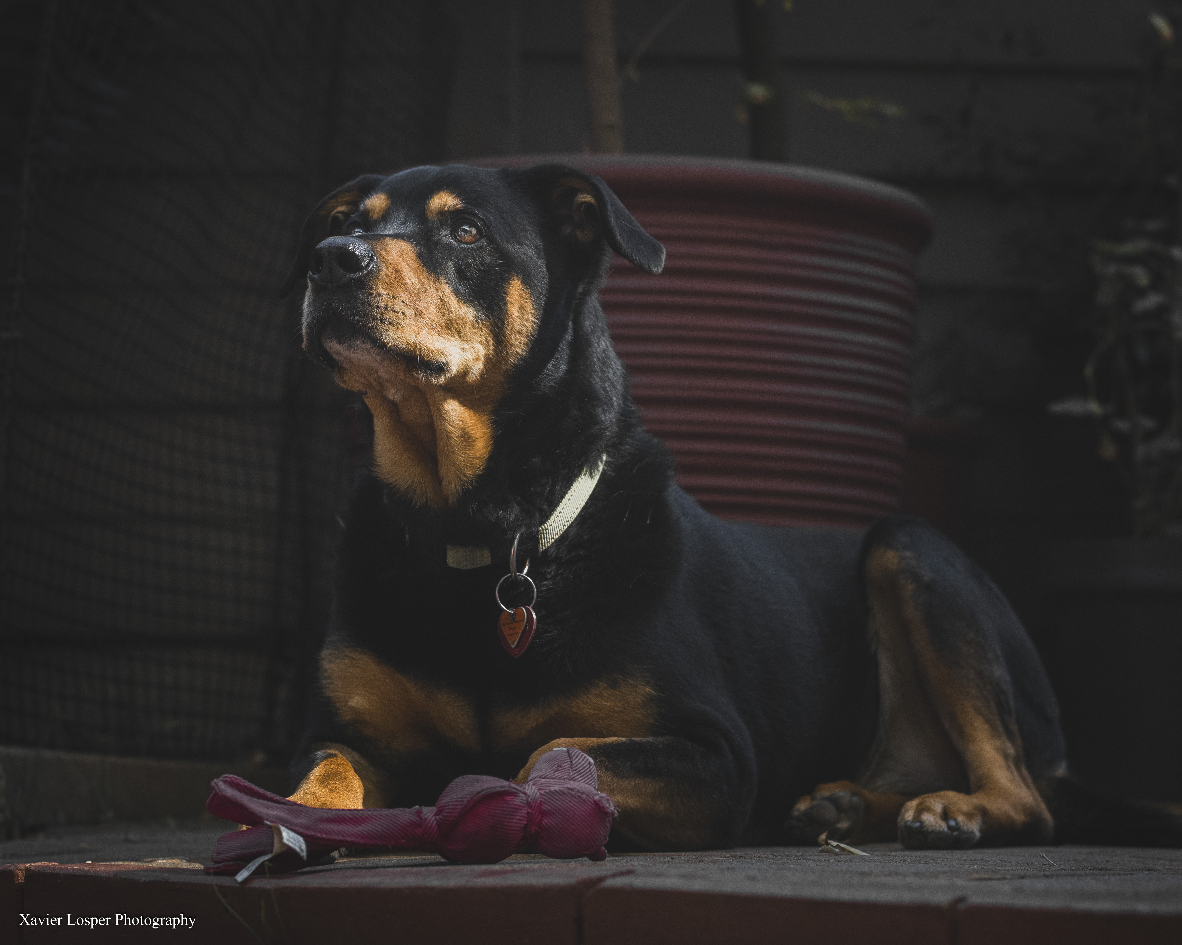 Gorgeous Rottie